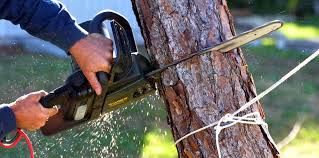 Best Tree Trimming and Pruning  in Johnson Creek, WI