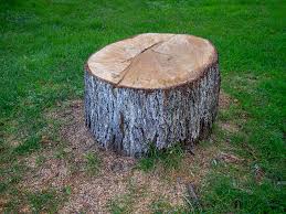 Best Arborist Consultation Services  in Johnson Creek, WI