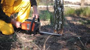 Best Organic Lawn Care Solutions  in Johnson Creek, WI