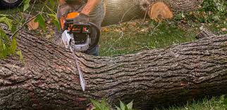 Best Tree and Shrub Care  in Johnson Creek, WI