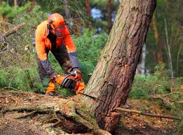 Best Tree Risk Assessment  in Johnson Creek, WI