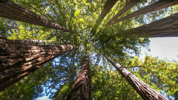 How Our Tree Care Process Works  in  Johnson Creek, WI