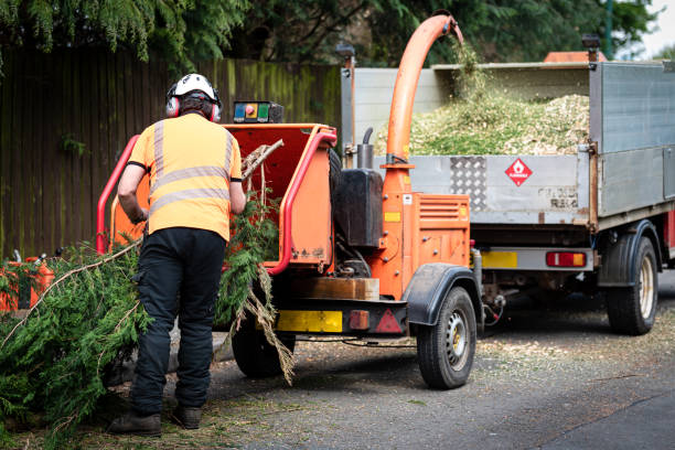 Reliable Johnson Creek, WI Tree Services Solutions