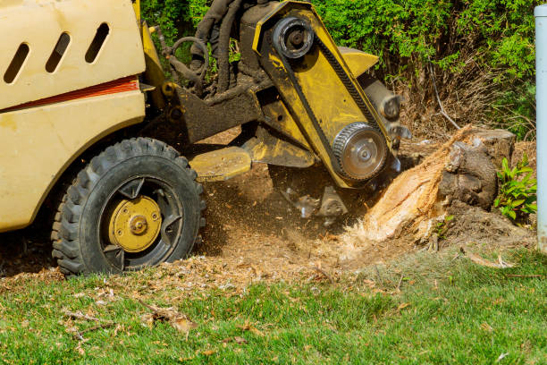 Best Lawn Watering Services  in Johnson Creek, WI