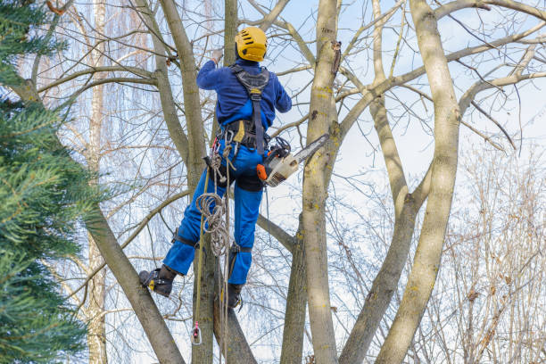  Johnson Creek, WI Tree Services Pros
