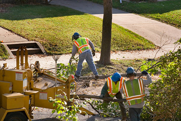 Best Root Management and Removal  in Johnson Creek, WI